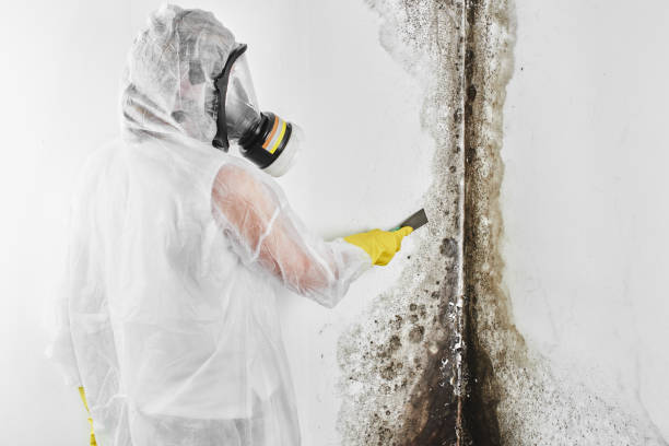 Best Residential Mold Remediation in Bressler, PA