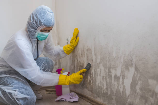 Best Insurance-Related Mold Remediation in Bressler, PA