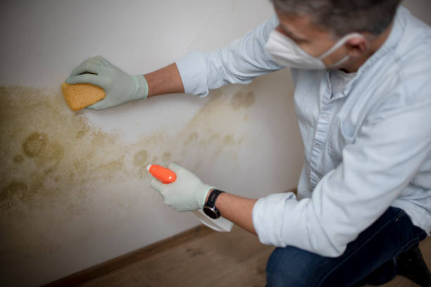 Best Residential Mold Remediation in Bressler, PA